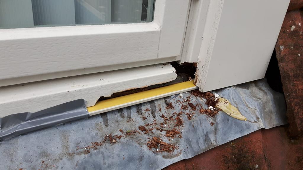 Project houtrot -4.jpeg